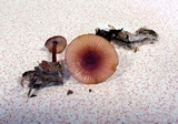 Mycena atkinsoniana image