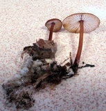 Mycena atkinsoniana image