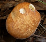 Suillus hirtellus image