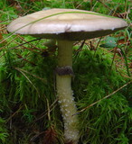 Stropharia hornemannii image