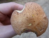 Suillus hirtellus image