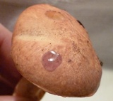 Suillus hirtellus image
