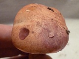 Suillus hirtellus image