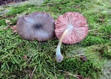 Pluteus americanus image