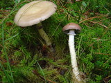 Stropharia hornemannii image