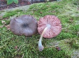 Pluteus americanus image