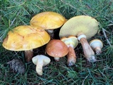 Suillus grevillei image