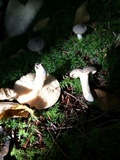 Lactarius hibbardiae image