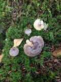 Lactarius hibbardiae image