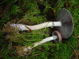 Stropharia hornemannii image