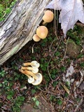 Hypholoma capnoides image