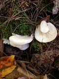 Pleurocybella porrigens image