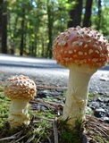 Amanita persicina image