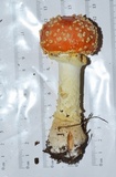 Amanita persicina image