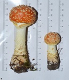 Amanita persicina image