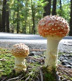 Amanita persicina image
