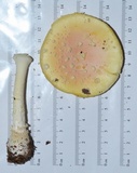 Amanita persicina image