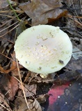 Amanita persicina image