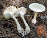 Amanita subcokeri image