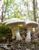 Amanita subcokeri image