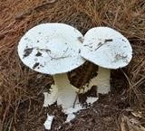 Amanita polypyramis image
