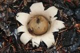 Geastrum fimbriatum image