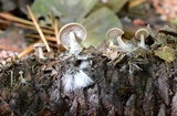 Baeospora myosura image