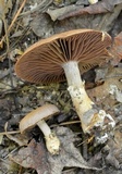 Cortinarius torvus image