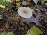 Amanita amerifulva image
