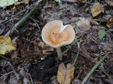 Amanita amerifulva image