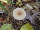 Amanita amerifulva image