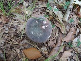 Russula cyanoxantha image
