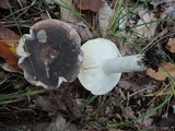 Russula cyanoxantha image
