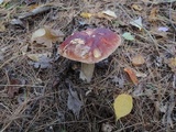Boletus chippewaensis image