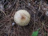 Suillus viscidus image