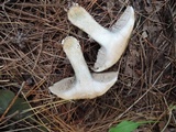 Suillus viscidus image