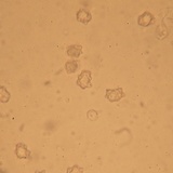 Inocybe lanuginosa image