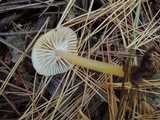 Hygrocybe laeta var. laeta image