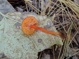 Hygrocybe miniata image