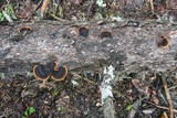 Gloeophyllum sepiarium image