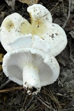 Lactarius deceptivus image