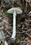 Amanita solaniolens image
