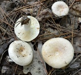Lactarius chrysorrheus image