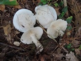 Clitocybe candida image