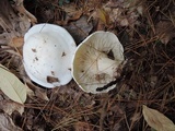 Clitocybe candida image