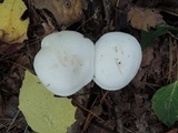 Clitocybe candida image