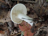 Clitocybe candida image