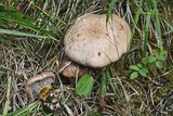 Gomphidius glutinosus image