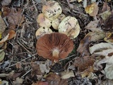 Cortinarius cupreorufus image