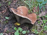 Gomphidius glutinosus image